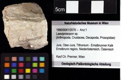 Foto (Objket + Etiketten) von Laeviprosopon sp. 